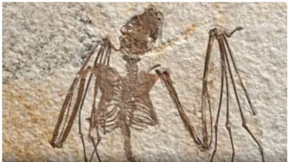 വവ്വാല്‍ ഫോസിലില്‍ നിന്ന് പറക്കും സസ്തനികളുടെ പരിണാമ ചരിത്രം  