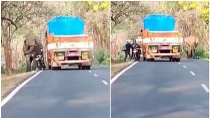 ഒന്നങ്ങോട്ടോ ഇങ്ങോട്ടോ....; കാട്ടുകൊമ്പന് മുന്നിൽ നിന്ന് രക്ഷപ്പെടുന്ന യുവാക്കൾ -വീഡിയോ