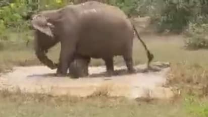 പ്രപഞ്ചത്തിലെ ഏറ്റവും വലിയ പോരാളി; കുഞ്ഞിനെ പിടികൂടാനെത്തിയ മുതലയെ അക്രമിച്ചോടിച്ച് അമ്മയാന