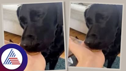 De-Addiction ಟ್ರೀಟ್ಮೆಂಟ್ ತೆಗೆದುಕೊಂಡು ಕುಡಿತ ಬಿಟ್ಟ ನಾಯಿ! ನಿದ್ರೆಗೂ ಬೇಕಿತ್ತು ಸಾರಾಯಿ