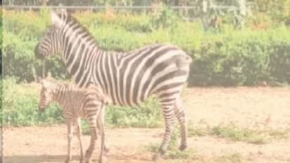 ಬೆಂಗಳೂರು: ಬನ್ನೇರುಘಟ್ಟ ಉದ್ಯಾನವನದಲ್ಲಿ ಮರಿಗೆ ಜನ್ಮ ನೀಡಿದ ಝೀಬ್ರಾ