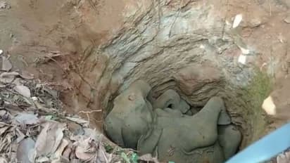 കോടനാട് കാട്ടാന കിണറ്റിൽ വീണ് ചെരിഞ്ഞ നിലയിൽ, കരയ്ക്ക് കയറ്റാൻ അനുവദിക്കാതെ നാട്ടുകാർ, പ്രതിഷേധം