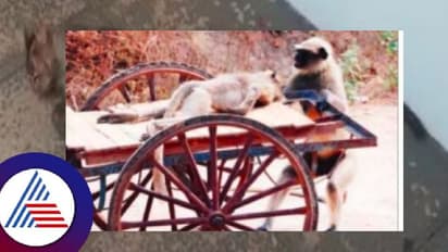 ವಿದ್ಯುತ್ ಸ್ಪರ್ಶಕ್ಕೆ ಮರಿ ಮಂಗ ಸಾವು: ತಾಯಿಯ ರೋಧನೆ ಕಂಡು ಕಣ್ಣೀರಾದ ಗ್ರಾಮಸ್ಥರು!