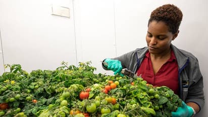 விண்வெளியில் விளைந்த தக்காளி பூமிக்கு வருகிறது! 3 முறை அறுவடை செய்து அசத்திய நாசா!