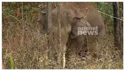 SC rejects plea to capture wild tusker 'Arikomban' again