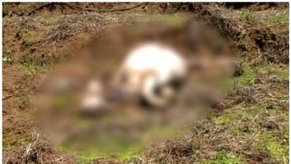 മൂന്നാറിൽ വന്യജീവി ആക്രമണം; പശുവിനെ കൊന്നത് കടുവയെന്ന് നാട്ടുകാർ; സ്ഥിരീകരിക്കാതെ വനംവകുപ്പ്