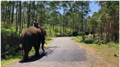 സന്ദർശകരുടെ തിക്കുംതിരക്കും, അരിക്കൊമ്പന്റെയും ചക്കക്കൊമ്പന്റെയും സാമീപ്യം; കുങ്കിയാനകളുടെ താവളം മാറ്റി