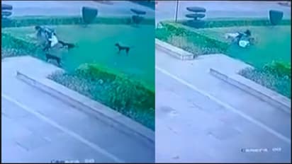 ಬೀದಿನಾಯಿಗಳ ಭೀಕರ ದಾಳಿಗೆ ವೃದ್ಧ ಬಲಿ: ಸಿಸಿಟಿವಿಯಲ್ಲಿ ದೃಶ್ಯ ಸೆರೆ