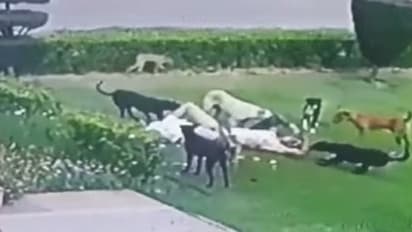 മോണിംഗ് വാക്കിന് പോയ ആളെ തെരുവുനായ്ക്കള്‍ കടിച്ചുകീറി കൊന്നു; പേടിപ്പെടുത്തുന്ന വീഡിയോ പുറത്ത്