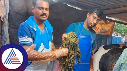 ಹಸುವಿನ ಹೊಟ್ಟೆಯಲ್ಲಿತ್ತು 15 ಕೆಜಿ ಪ್ಲಾಸ್ಟಿಕ್: ಪಶು ವೈದ್ಯರಿಂದ ಯಶಸ್ವಿ ಶಸ್ತ್ರಚಿಕಿತ್ಸೆ