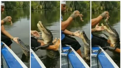 കാലുകള്‍ക്കിയിടില്‍ ഇരുത്തി മുതലയ്ക്ക് ഭക്ഷണം കൊടുക്കുന്ന യുവാവ്; വൈറല്‍ വീഡിയോ !