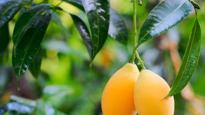 Have a pet dog? Here are 6 cooling foods for your furry friends this summer