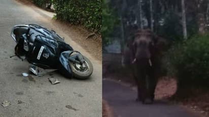 വയനാട് കാട്ടാനയുടെ ആക്രമണം, ബൈക്ക് യാത്രികൻ രക്ഷപ്പെട്ടത് തലനാരിഴയ്ക്ക്