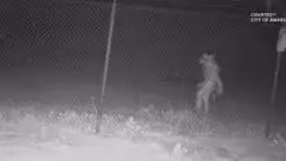 ഏതാണ് മൃഗശാലയിൽ വന്ന ആ വിചിത്രജീവി, നിഗൂഢത തുടരുന്നു, ഒരു വർഷം കഴിഞ്ഞിട്ടും ഉത്തരമില്ല