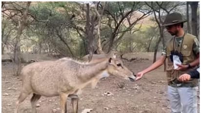 നരേന്ദ്ര മോദിയുടെ വേഷത്തില്‍ നീല്‍ഗായ്ക്ക് ഭക്ഷണം നല്‍കി; കോമേഡിയന്‍ ശ്യാം രംഗീലയ്ക്ക് ചട്ടലംഘനത്തിന് നോട്ടീസ്