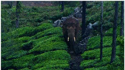 മിഷൻ അരിക്കൊമ്പൻ: നാളെ പുലർച്ചെ ആരംഭിക്കുന്ന ദൗത്യം, നിരോധനാജ്ഞ രണ്ട് വാര്‍ഡുകളിൽ