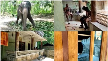 രാത്രി ആനയെ തൊടണം! അടുത്തെത്തി ആറംഗ സംഘം, പാപ്പാൻ തടഞ്ഞു: ശേഷം നെടുമങ്ങാട്ട് അക്രമി സംഘത്തിന്‍റെ ക്രൂരത