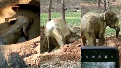 മലപ്പുറത്ത് കാട്ടാന കിണറ്റില്‍ വീണു; ജെസിബി കൊണ്ട് വഴി വെട്ടി, കരയ്ക്ക് കയറിയ ആന കാട്ടിലേക്ക് മടങ്ങി