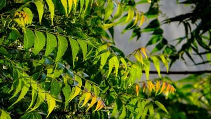 Neem leaves: Know health benefits that you can apply in your daily routine