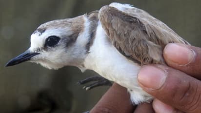 Hanuman plover reinstated as species after 86 years