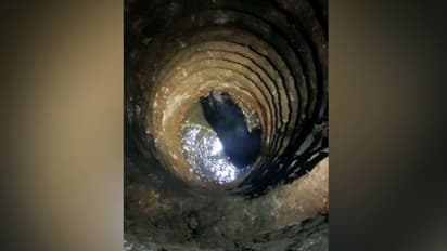 കരടി കിണറ്റിൽ വീണു, രക്ഷാപ്രവർത്തനം ആരംഭിച്ചു