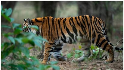 'ഒന്നിലധികം കടുവകളുണ്ട്, പിടികൂടാൻ കൂടുവെക്കണം';  ആവശ്യവുമായി കല്ലാര്‍ എസ്റ്റേറ്റിലെ നാട്ടുകാര്‍