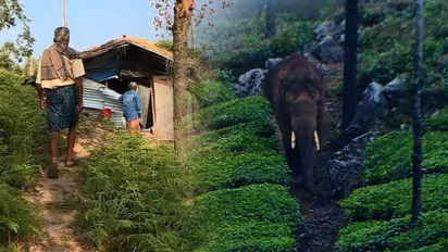 ചിന്നക്കനാലിൽ വീണ്ടും അരിക്കൊമ്പന്റെ ആക്രമണം, കാട്ടാനക്കൂട്ടം വീട് തകർത്തു