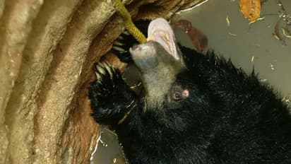 വെള്ളനാട് കരടി ചത്ത സംഭവം: ഉദ്യോഗസ്ഥരെ എങ്ങനെ കുറ്റപ്പെടുത്തുമെന്ന് ഹൈക്കോടതി