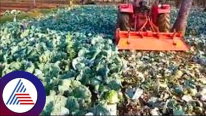 ಸೂಕ್ತ ಬೆಲೆ ಸಿಗದೆ ಎಲೆಕೋಸು ಬೆಳೆ ನಾಶ ಮಾಡಿದ ಬಳ್ಳಾರಿ ರೈತ !