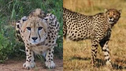 ಆಫ್ರಿಕಾದಿಂದ ಬಂದ ಚೀತಾಗಳಿಗೆ ಮರುನಾಮಕರಣ: ಮೋದಿ ಸಲಹೆಯಂತೆ ಹೆಸರು ಸೂಚಿಸಿದ್ದ ಜನತೆ 