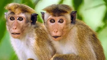 இதற்காக தான் இலங்கையில் இருந்து 1 லட்சம் குரங்குகளை சீனா வாங்குகிறதாம்..  பகீர் தகவல்..