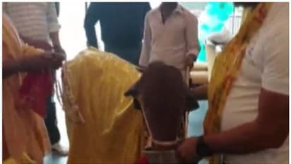 ഓർഗാനിക് റസ്റ്റോറന്റ് ഉദ്ഘാടനത്തിന് വിശിഷ്ടാതിഥി പശുക്കിടാവ് !