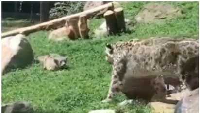 അമ്മയെ പറ്റിക്കാന് ശ്രമം നടത്തി ഹിമപ്പുലിക്കുട്ടി; പിന്നീട് സംഭവിച്ചത്, വൈറല് വീഡിയോ !