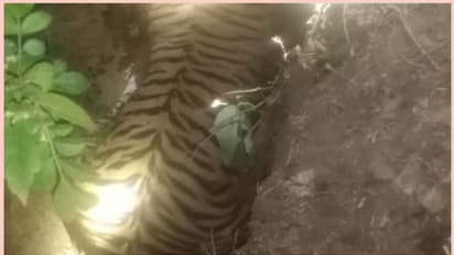 വയനാട് വന്യജീവി സങ്കേതത്തില്‍ കടുവ ചത്തനിലയിൽ 