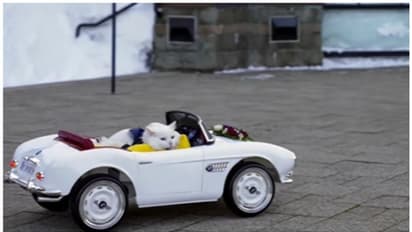 വിവാഹ മോതിരവുമായി വിവാഹ മണ്ഡപത്തിലേക്ക് കാറോടിച്ചെത്തിയ പൂച്ചയുടെ വീഡിയോ വൈറല്