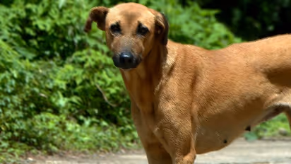 Shocking! Kerala reports nearly 1.4 lakh stray dog attack cases in 2023, over 25,000 in June alone