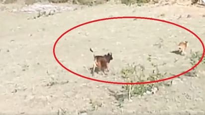 ఇదే కదా తల్లి ప్రేమంటే.. లేగను వేటాడేందుకు వచ్చిన పులినే వెంటాడిన ఆవు.. వీడియో వైరల్..