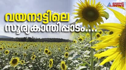 സൂര്യകാന്തിശോഭയിൽ വയനാടൻ വയലുകൾ; സന്ദർശകരുടെ ഒഴുക്ക്, വരൾച്ചയില് യോജിച്ച കൃഷിയെന്ന് കർഷകർ