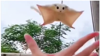 'പറന്ന് കൈയില് വന്നിരിക്കുന്ന അണ്ണാന്'; മൂക്കത്ത് വിരല് വച്ച് നെറ്റിസണ്സ്