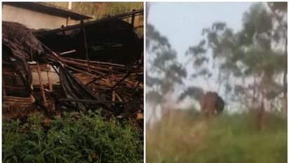 ഇടുക്കിയിൽ വീണ്ടും കാട്ടാന അക്രമണം; വീടിന്‍റെ കതകും ഷെഡും തകർത്തു, ചക്കക്കൊമ്പനെന്ന് സംശയം