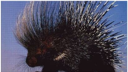 ബൈക്കിൽ മുള്ളൻപന്നി ഇടിച്ചു; അച്ഛനും മകനും ഗുരുതര പരിക്ക്, ആശുപത്രിയിൽ