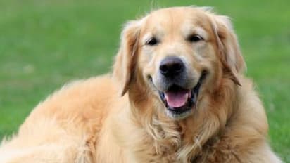 విశ్వాసం చాటుకున్న శునకం..ఆత్మహత్యకు పాల్పడ్డ యజమానిని కాపాడేందుకు 4 గంటలు తీవ్రంగా ప్రయత్నించి.. చివరికి