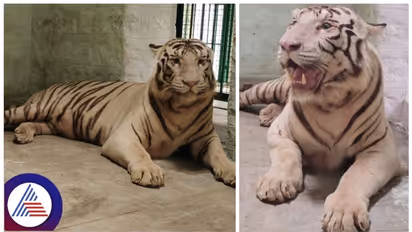 ಬನ್ನೇರುಘಟ್ಟ ಜೈವಿಕ ಉದ್ಯಾನಕ್ಕೆ ಬಂಗಾಳದ ಬಿಳಿ ಹುಲಿ ಆಗಮನ: ಅಬ್ಬಾ! ಘರ್ಜನೆ ಕೇಳಿ