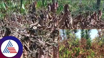 37 ಡಿಗ್ರಿಗೆ ಏರಿದ ಉಷ್ಣಾಂಶ; ದಕ್ಷಿಣ ಭಾರತದ ಕಾಶ್ಮೀರ ಕೊಡಗು ಬಿಸಿಲಿಗೆ ತತ್ತರ! 