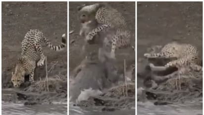 ചീറ്റയും മുതലയും തമ്മിലുള്ള പോരാട്ടം; നിങ്ങളുടെ ശ്വാസോച്ഛ്വാസത്തെ നിശ്ചലമാക്കും ഈ പോരാട്ടം !