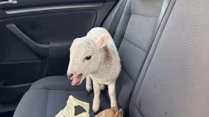 10 ലക്ഷം രൂപയുടെ മയക്കുമരുന്നുമായി ദമ്പതികൾ പിടിയിൽ; പൊലീസിന്റെ ശ്രദ്ധ തിരിക്കാൻ ഉപയോഗിച്ചത് ആട്ടിൻകുട്ടിയെ