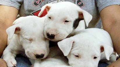 നായ്ക്കളെയും പൂച്ചകളെയും ലോൺട്രി ബാഗിൽ കടത്തിയ ഇന്ത്യൻ വംശജൻ പിടിയിൽ