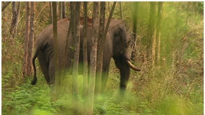 അരിക്കൊമ്പന്റെ സിഗ്നൽ! ദിവസം 10 കി.മീ സഞ്ചാരം, ആകാശദുരത്തിൽ ടൗണിന് ആറ് കി.മീ അടുത്തുവരെ; ശേഷം മടക്കം