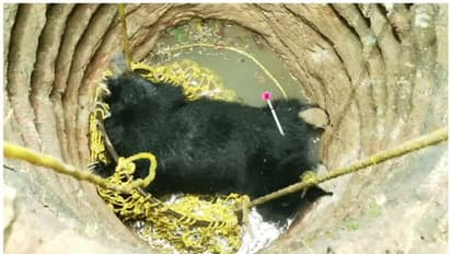 കിണറ്റിൽ വീണ കരടി ചത്ത സംഭവം; ചീഫ് വൈൽഡ് ലൈഫ് വാർഡൻ ഇന്ന് അന്തിമ റിപ്പോർട്ട് സമർപ്പിക്കും