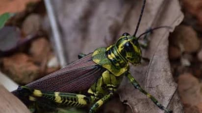 18 மாத குழந்தைக்கு பூச்சியை உணவாக கொடுக்கும் தாய்.. என்ன காரணம் தெரியுமா..?